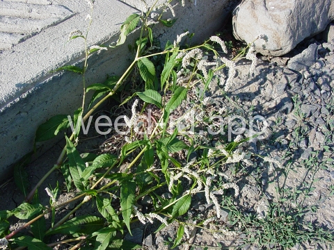 smartweed, pale